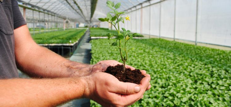 Indoor farmer of vegetables and flowers