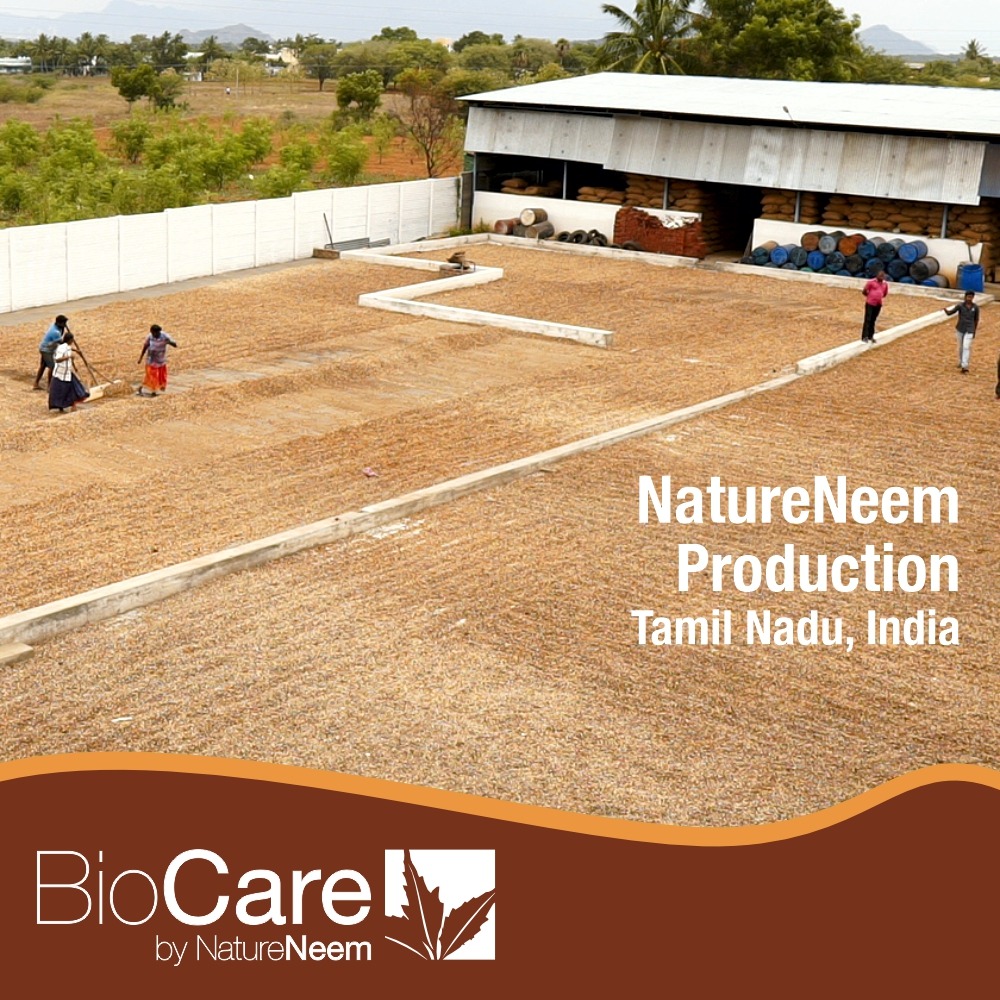 Nature Neem production center in Tamil Nadu - Drying the kernel