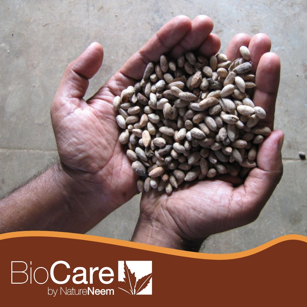 Our high quality kernel of neem