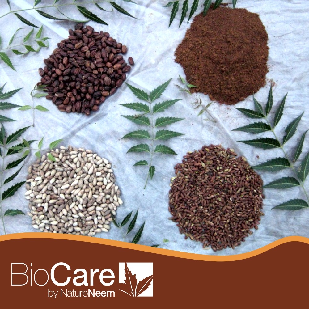 Pure and natural Neem kernel