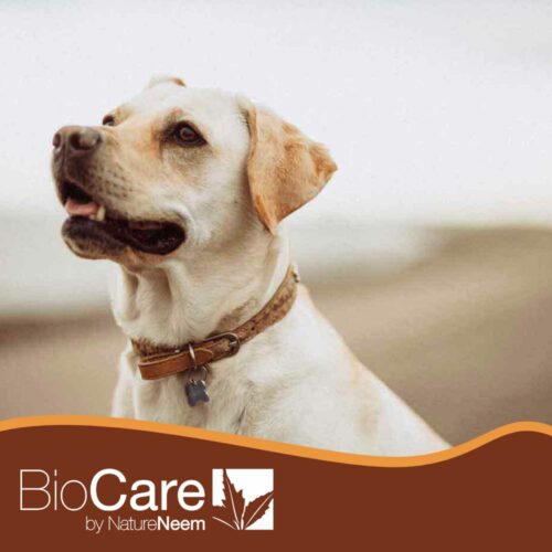 BioCare for dogs, cats, and other pet animals