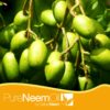 Pure Neem Oil by NatureNeem : The Best quality in neem oil production from India. From fruit to kernel.