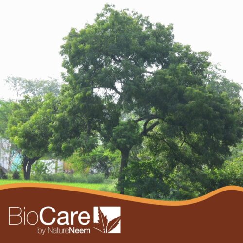 El árbol de neem en la India.