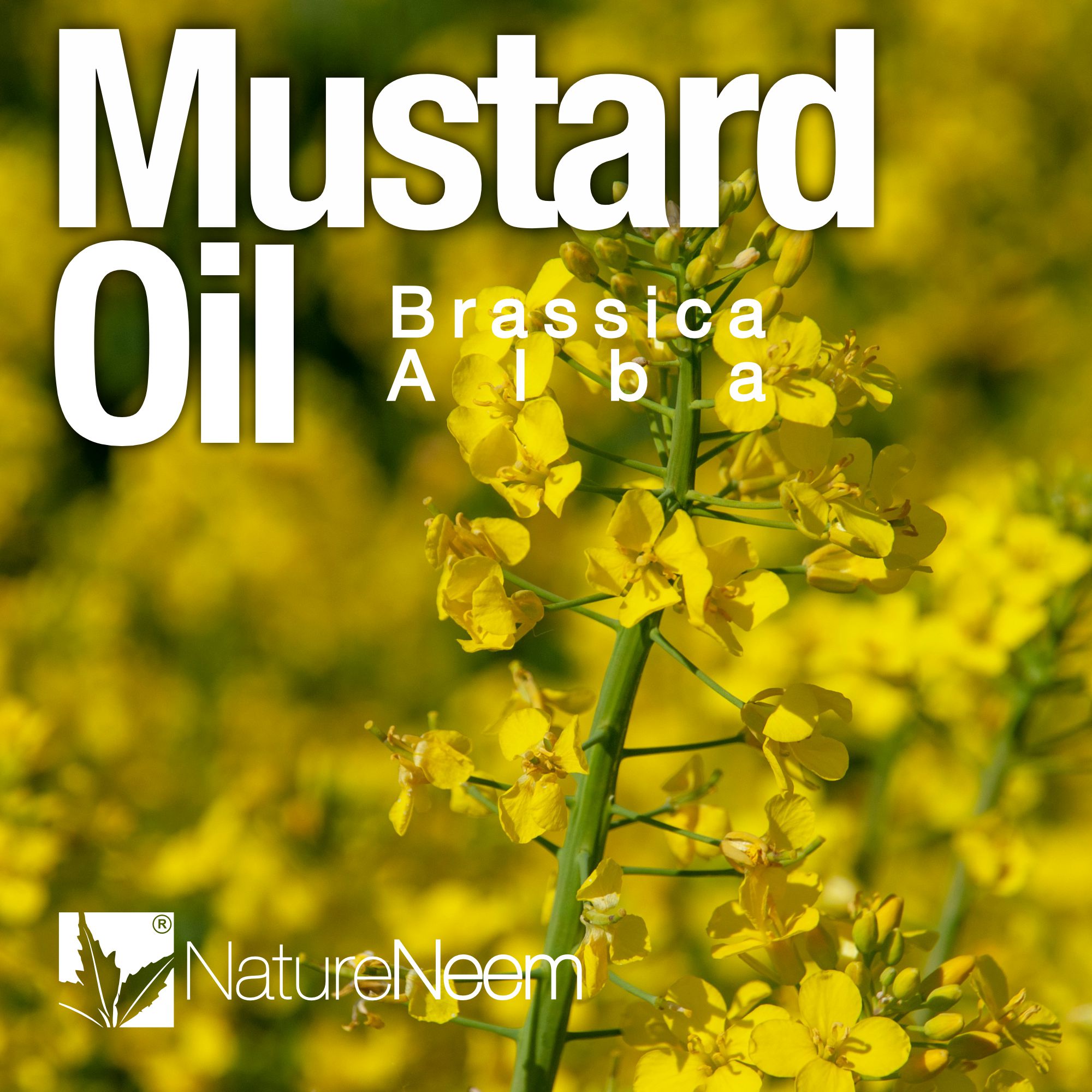Brassica Alba de la Naturaleza Aceite de Neem de Semillas de Mostaza Amarilla