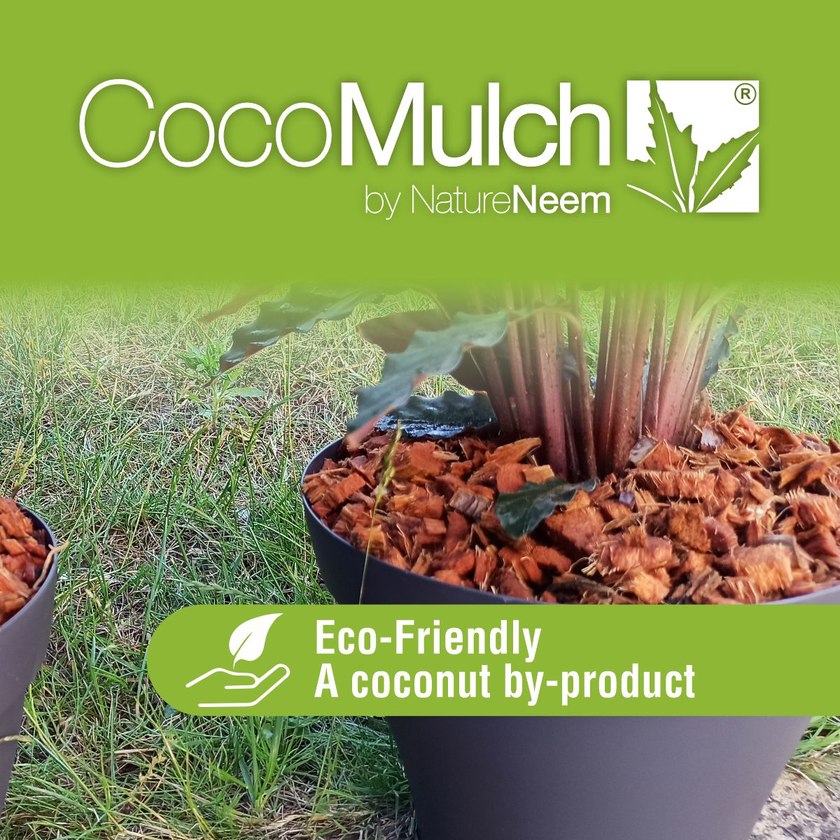 Coco Mulch - Bild 2
